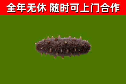 河源烟酒回收干海参.jpg